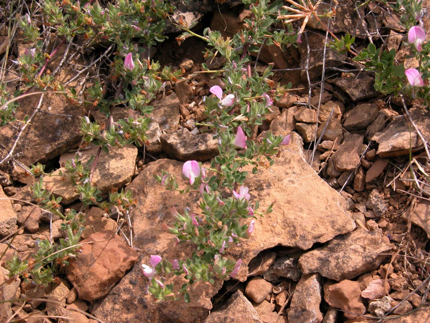 Restharrow, (spinless) plant